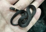 ナンブクビワヘビ