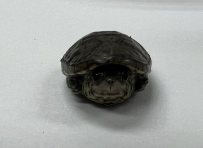 画像2: ハラガケガメ　