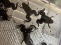 アフリカツメガエル