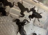 アフリカツメガエル
