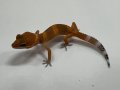 ヒョウモントカゲモドキ　マンダリンタンジェント