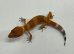 画像5: ヒョウモントカゲモドキ　マンダリンタンジェント