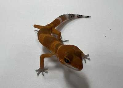 画像2: ヒョウモントカゲモドキ　マンダリンタンジェント