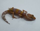 ヒョウモントカゲモドキ　サングロー No.2