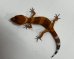 画像4: ヒョウモントカゲモドキ　マンダリンタンジェント