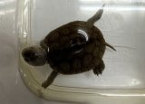 ノーザンダイヤモンドバックテラピン