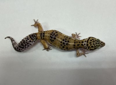 画像3: ヒョウモントカゲモドキ　ハイイエロー