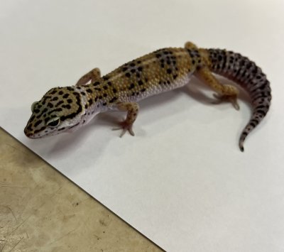画像4: ヒョウモントカゲモドキ　ハイイエロー