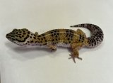 ヒョウモントカゲモドキ　ハイイエロー