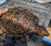 画像9: トウブハコガメ