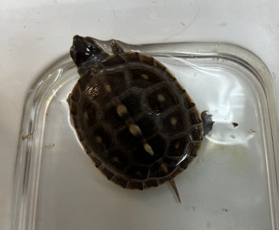 画像1: トウブハコガメ