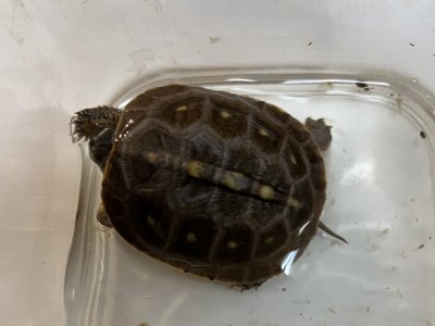 画像2: トウブハコガメ