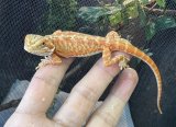 フトアゴヒゲトカゲ　レッドハイポトランスルーセント  オールブラックアイ