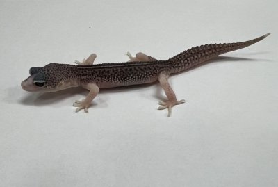 画像1: ヒョウモントカゲモドキ　ギャラクシー