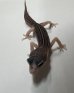 画像7: ヒョウモントカゲモドキ　ギャラクシー