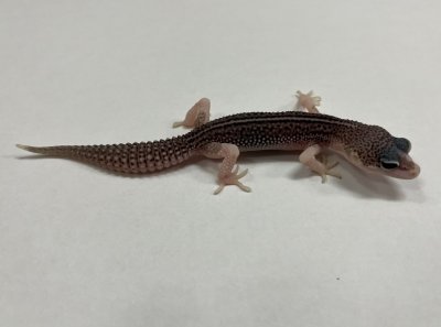 画像2: ヒョウモントカゲモドキ　ギャラクシー