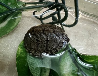 画像1: カブトニオイガメ　　