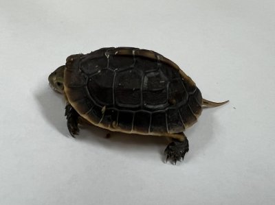 画像1: チュウゴクセマルハコガメ