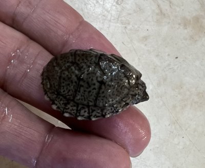 画像4: カブトニオイガメ　　
