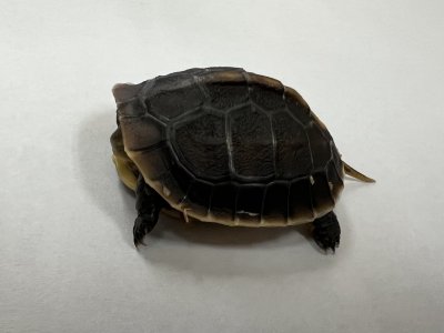 画像3: チュウゴクセマルハコガメ