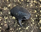 パワーズフクラガエル