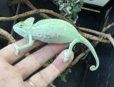 エボシカメレオン♂　