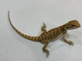 フトアゴヒゲトカゲ　オレンジハイポ