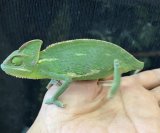 エボシカメレオン　ブルー血統♀　