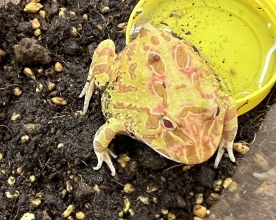 画像2: クラウンウェルツノガエル　アプリコット