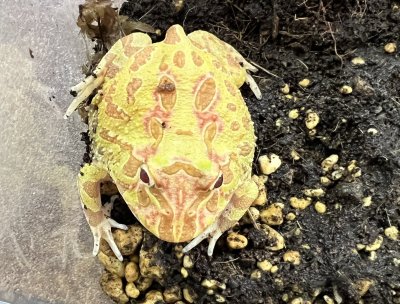 画像4: クラウンウェルツノガエル　アプリコット