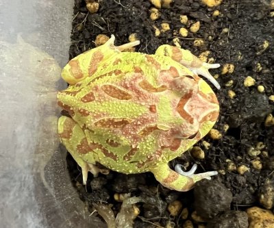 画像3: クラウンウェルツノガエル　アプリコット