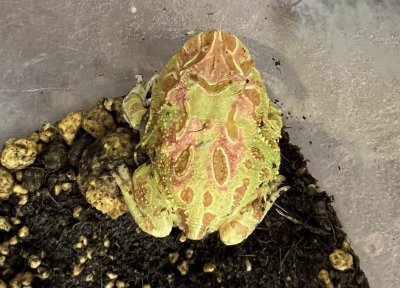 画像6: クラウンウェルツノガエル　アプリコット