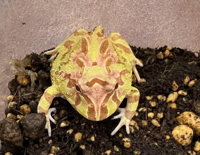 画像1: クラウンウェルツノガエル　アプリコット