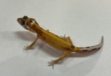 ヒョウモントカゲモドキ　スーパーハイポタンジェリン