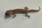 ヒョウモントカゲモドキ　ブリザード