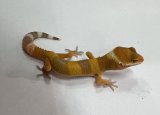 ヒョウモントカゲモドキ　サングロー