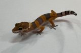 ヒョウモントカゲモドキ　マンダリンタンジェリンNo.2