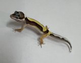 ヒョウモントカゲモドキ　バンディット