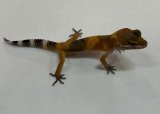 ヒョウモントカゲモドキ　マンダリンタンジェリンNo.1