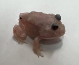 クラウンウェルツノガエル　ミュータント　