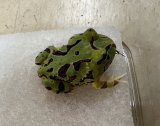 ブラジルツノガエル　