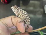 パンサーカメレオン　アンタラハCB
