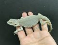 フトアゴヒゲトカゲ　ハイポゼロ♂