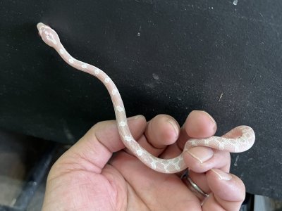 画像5: コーンスネーク　スノー