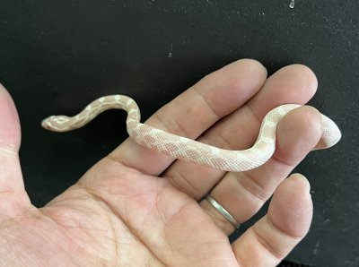 画像3: コーンスネーク　スノー