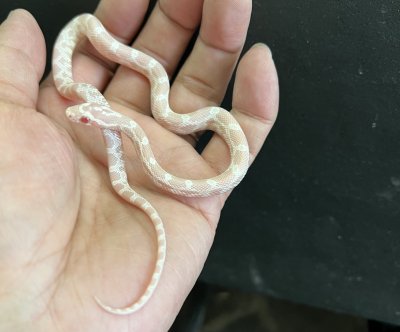 画像1: コーンスネーク　スノー