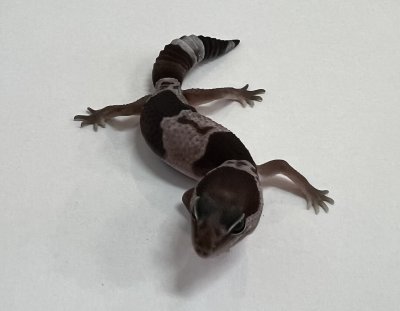 画像2: ニシアフリカトカゲモドキ　オレオnon-het