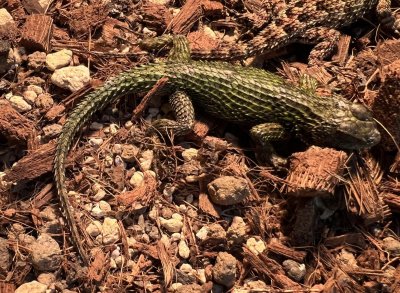 画像5: マラカイトハリトカゲ　ペア