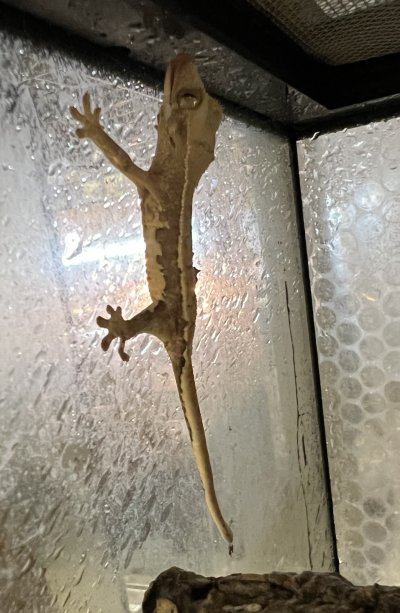 画像4: クレステッドゲッコー　リリーホワイトNo.4