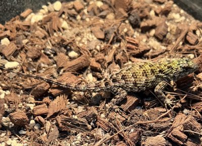 画像8: マラカイトハリトカゲ　ペア